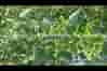 organic certified antivirus for leaf curl virus in india